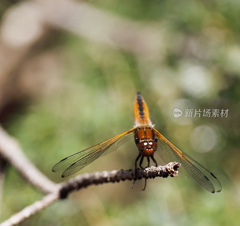 蓝色追逐蜻蜓(Libellula fulva)雌性